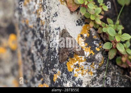 Kolibri-Falkmotte; Macroglossum stellatarum; in Ruhe; Großbritannien Stockfoto