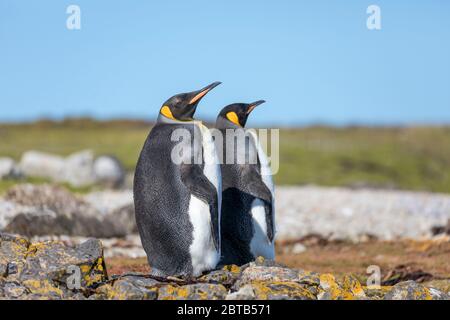 Königspinguin; Aptenodytes patagonicus; Pebble Island; Falklands Stockfoto