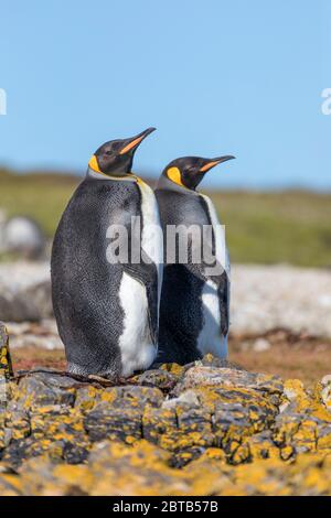Königspinguin; Aptenodytes patagonicus; Pebble Island; Falklands Stockfoto