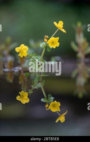 Marsh Marigold; Caltha palustris; Flowering; Großbritannien Stockfoto