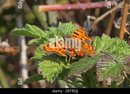 Comma Butterfly ( Polygonia c-Album) Erwachsene in Ruhe auf Bramble Blatt mit Flügeln offen Eccles-on-Sea, Norfolk, UK, Europa April Stockfoto