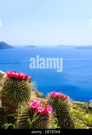 Blühender Kaktus über dem Ägäischen Meer, Nahaufnahme der blühenden Pflanze mit lila Blüten vor blauem, klarem Himmel und ruhigem Meereshintergrund. Santorini Stockfoto