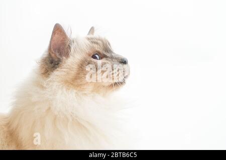 Porträt der Katze auf weißem Hintergrund, Rasse Heilige Birma. Platz für Text kopieren. Stockfoto