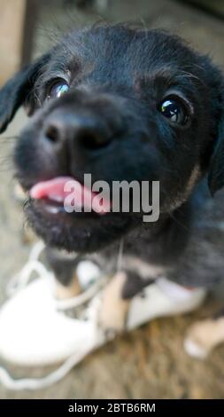 Ein Nahaufnahme-Porträt eines kleinen schwarzen Hundes mit ausgestreckter Zunge. Die Welpen schicken dir einen Kuss. Stockfoto