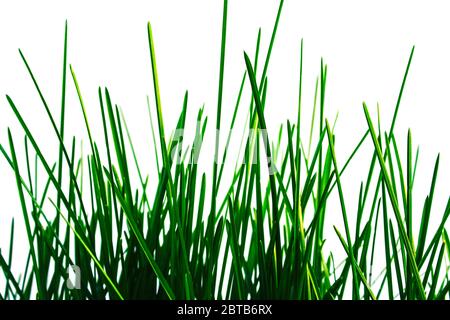 Junge grüne Grashalme auf weißem Hintergrund isoliert Stockfoto
