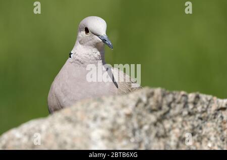 Nahaufnahme der Ringtaube (Streptopelia decaocto), die sich hinter Felsen in der Frühlingscharnatur versteckt. Rastatt, Deutschland Stockfoto