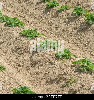 Sonniges Feld mit ausgefrästen Kartoffelpflanzen, die kommerziell angebaut werden. Etwa 7-8 Wochen alt. Für die Kartoffelzucht, Lebensmittelproduktion, Landwirtschaft & Landwirtschaft in Großbritannien. Stockfoto