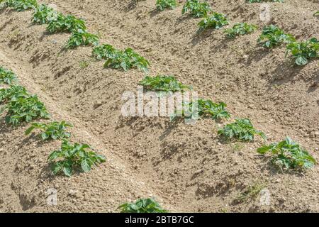 Sonniges Feld mit ausgefrästen Kartoffelpflanzen, die kommerziell angebaut werden. Etwa 7-8 Wochen alt. Für die Kartoffelzucht, Lebensmittelproduktion, Landwirtschaft & Landwirtschaft in Großbritannien. Stockfoto