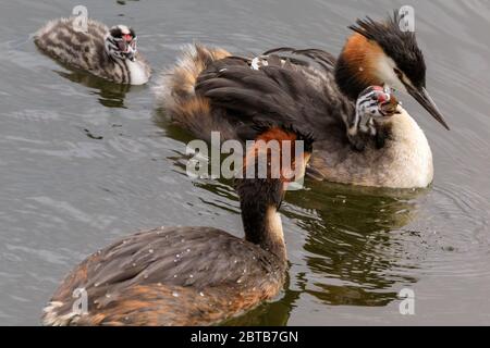 Haltern am See, NRW, Deutschland. Mai 2020. Das Männchen bringt Fische für seine Familie nach Hause. Drei kleine, große Haubengrebe Babys, immer noch mit ihren markanten schwarz-weiß gestreiften Köpfen und leuchtend roten Punkt auf der Stirn, Haken eine Fahrt mit Mama, während Papa liefert Fisch zum Abendessen. Bild: Imageplotter/Alamy Live News Stockfoto