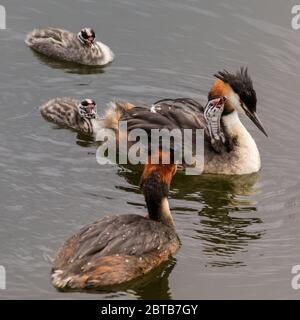 Haltern am See, NRW, Deutschland. Mai 2020. Drei kleine, große Haubengrebe Babys, immer noch mit ihren markanten schwarz-weiß gestreiften Köpfen und leuchtend roten Punkt auf der Stirn, Haken eine Fahrt mit Mama, während Papa liefert Fisch zum Abendessen. Bild: Imageplotter/Alamy Live News Stockfoto