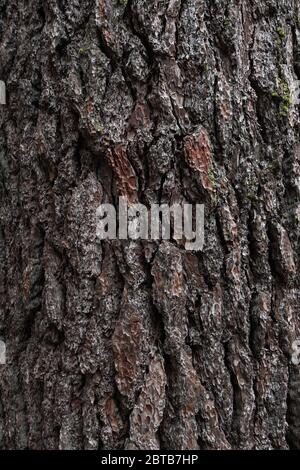 Hintergrundstruktur der Baumrinde. Altes Holz trockene Rinde des Baumes. Stockfoto