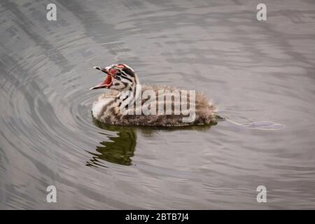 Haltern am See, NRW, Deutschland. Mai 2020. Ein kleiner, der sich nicht so gut ausgibt, schreit nach Essen. Drei kleine, große Haubengrebe Babys, immer noch mit ihren markanten schwarz-weiß gestreiften Köpfen und leuchtend roten Punkt auf der Stirn, Haken eine Fahrt mit Mama, während Papa liefert Fisch zum Abendessen. Bild: Imageplotter/Alamy Live News Stockfoto