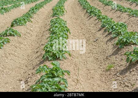 Sonniges Feld mit ausgefrästen Kartoffelpflanzen, die kommerziell angebaut werden. Etwa 7-8 Wochen alt. Für die Kartoffelzucht, Lebensmittelproduktion, Landwirtschaft & Landwirtschaft in Großbritannien. Stockfoto