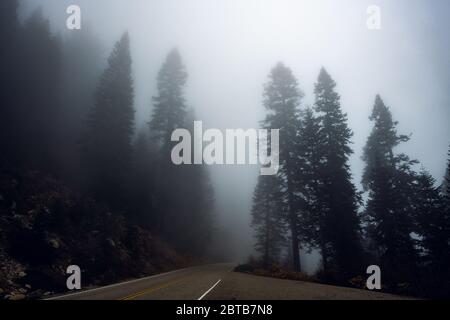 Landstraße in einem nebligen Wald mit hohen Pinien um Stockfoto