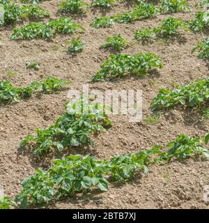 Sonniges Feld mit ausgefrästen Kartoffelpflanzen, die kommerziell angebaut werden. Etwa 7-8 Wochen alt. Für die Kartoffelzucht, Lebensmittelproduktion, Landwirtschaft & Landwirtschaft in Großbritannien. Stockfoto