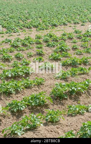 Sonniges Feld mit ausgefrästen Kartoffelpflanzen, die kommerziell angebaut werden. Etwa 7-8 Wochen alt. Für die Kartoffelzucht, Lebensmittelproduktion, Landwirtschaft & Landwirtschaft in Großbritannien. Stockfoto