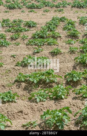 Sonniges Feld mit ausgefrästen Kartoffelpflanzen, die kommerziell angebaut werden. Etwa 7-8 Wochen alt. Für die Kartoffelzucht, Lebensmittelproduktion, Landwirtschaft & Landwirtschaft in Großbritannien. Stockfoto