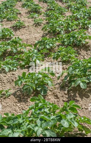 Sonniges Feld mit ausgefrästen Kartoffelpflanzen, die kommerziell angebaut werden. Etwa 7-8 Wochen alt. Für die Kartoffelzucht, Lebensmittelproduktion, Landwirtschaft & Landwirtschaft in Großbritannien. Stockfoto