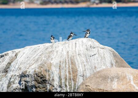 4 Rattenfischer auf einem Felsen, Malawi, Südostafrika Stockfoto