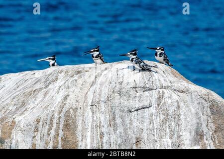 4 Rattenfischer auf einem Felsen, Malawi, Südostafrika Stockfoto