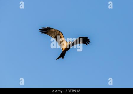 afrikanischer Drachen im Flug bei Sonnenuntergang, Malawisee gefangen Stockfoto