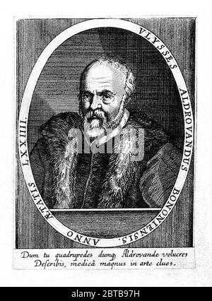 1590 c, ITALIEN: Die italienische Naturforscher, Enthomologe, Biologe, Botaniker ULISSE ALDROVANDI (1522 - 1605) aka Ulysses Aldrovandus aka Aldovrandi. Porträt von unbekannter Graveur . - GESCHICHTE - foto storica storiche - Portrait - ritratto - NATURALISTA - NATURALIST - SCIENZA - WISSENSCHAFT - BIOLOGIE - BIOLOGIA - ENTOMOLOGO - ENTOMOLOGIA - BOTANICO - BOTANICA - BOTANIC - Illustration - illustrazione - incisione - Gravur - Bart - barba --- Archivio GBB Stockfoto