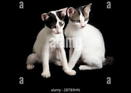 Zwei schöne Zwillings-Hauskatze weiß auf schwarzem Hintergrund isoliert Stockfoto