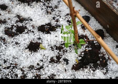 Motala, Schweden 20200523 EIN Sturm mit heftigen Winden, Regen und Hagel zog sich über dem westlichen Österergötland während des Samstagnachmittags ein. Die süße Erbsenblüte (Lathyrus odoratus) ist eine blühende Pflanze. Foto Jeppe Gustafsson Stockfoto