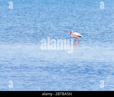 Schöner Single Flamingo Aufenthalt im Wasser des Delta del Ebro, Katalonien, Spanien Stockfoto