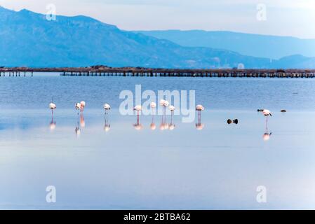 Schöne Flamingos Aufenthalt in ruhiger Wasser mit Reflacion im Delta del Ebro, Katalonien, Spanien. Stockfoto