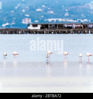 Schöne Flamingos Aufenthalt in ruhiger Wasser mit Reflacion im Delta del Ebro, Katalonien, Spanien. Platz für Text kopieren Stockfoto