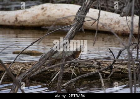 Schnappschildkröte (Chelydra serpentina), die sich an einem bewölkten Tag in einem Biberteich in Arapahoe County, Colorado, USA, auf einem Baumstamm sonnt. Stockfoto