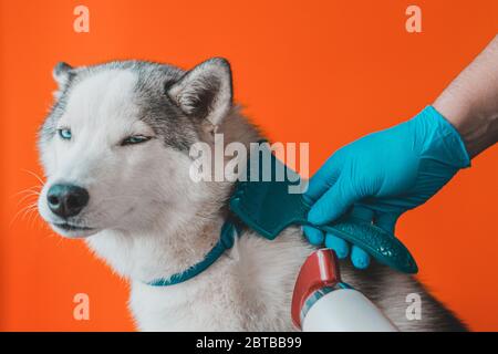 Trocknen von Husky Dog Pumler nach dem Baden. Wöchentliche Tierpflege im Schönheitssalon. Kämmen eines Hauswolf mit blauen Augen mit einem Kamm und Haartrockner 2021. Stockfoto