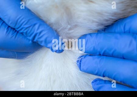 Tierarzt in der Klinik reinigt die Haut des Hundes von Parasiten und in dicken weißen Pelz Milben gefunden 2020 Stockfoto