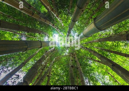 Blick auf das Baldachin eines Bambuswaldes Stockfoto