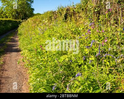 Grüne Gasse im Gordano Valley von North Somerset UK mit Ufer von Frühlingsblumen wie bluebell rot campion und Kuh Petersilie Stockfoto