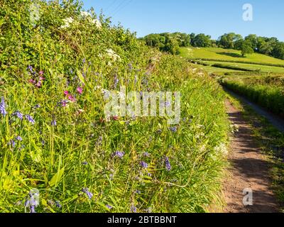 Grüne Gasse im Gordano Valley von North Somerset UK mit Ufer von Frühlingsblumen wie bluebell rot campion und Kuh Petersilie Stockfoto