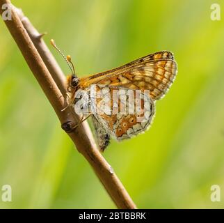 Marsh fritillary Schmetterling Euphydryas aurinia thront mit Flügeln gefaltet Strawberry Banks in den Cotswold Hills Gloucestershire UK Stockfoto