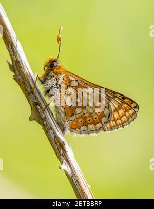 Marsh fritillary Schmetterling Euphydryas aurinia thront mit Flügeln gefaltet Strawberry Banks in den Cotswold Hills Gloucestershire UK Stockfoto