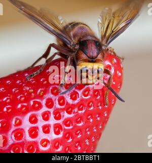 Königin Europäische Hornis Wespe Vespa crabro auf einer Erdbeerfrucht - UK Stockfoto