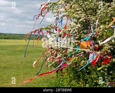 Wish Baum Weißdorn bedeckt im Mai blühen bunte Bänder und Wünsche auf den Downs in Bristol während der Corinavirus-Pandemie von 2020 Stockfoto