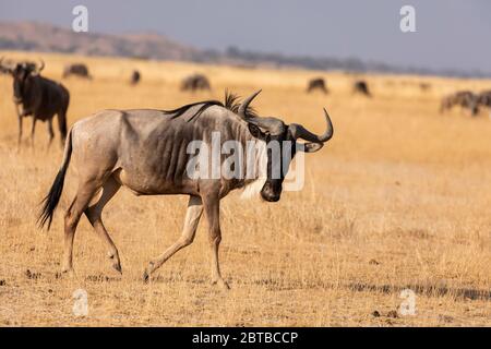 Ostweißbärtiger Wildbeest (Connochaetes taurinus albojubatua), der auf der Savanne im Amboseli Nationalpark, Kenia, spazierengeht Stockfoto