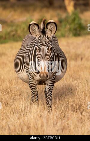 Grevys Zebra-Porträt (Equus grevyi) im Lewa Wildlife Conservancy, Kenia Stockfoto