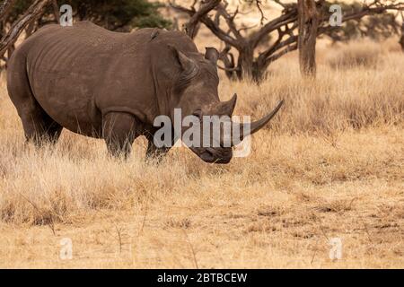 Südliche weiße Nashorn (Ceratotherium simum simum) Weibchen auf der Savanne in Lewa Wildlife Conservancy, Kenia Stockfoto