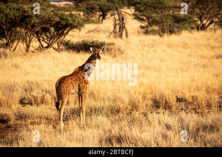 Retikuliertes Giraffenkalb (Giraffa camelopardalis reticulata) auf der Savanne im Lewa Wildlife Conservancy, Kenia Stockfoto