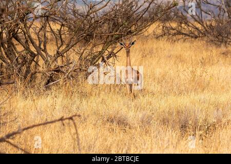 Gerenuk (Litocranius walleri) füttert in der Savanne im Lewa Wildlife Conservancy, Kenia Stockfoto