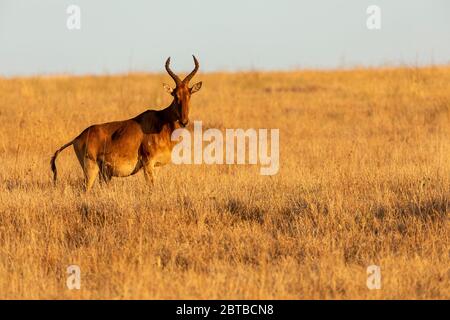 Jackson's Hartebeest (Alcelaphus buselaphus lelwel) grast auf der Savanne im Lewa Wildlife Conservancy, Kenia Stockfoto