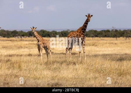 Retikulierte Giraffe (Giraffa camelopardalis reticulata) Mutter und Kalb auf der Savanne im Ol Pejeta Conservancy, Kenia Stockfoto