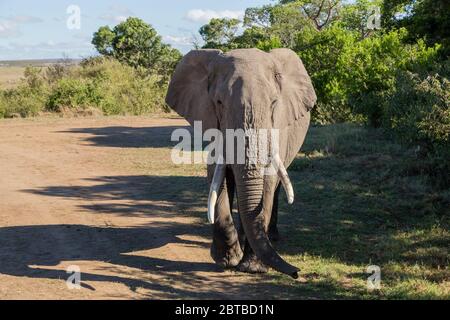 African Elephant (Loxodonta africana) Stier Fütterung in einem Wald in Masai Mara Game Reserve, Kenia Stockfoto