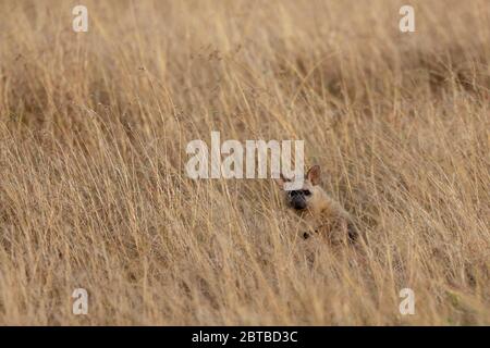 Aardwolf (Proteles cristatus) auf der Savanne im Mara North Conservancy, Kenia Stockfoto